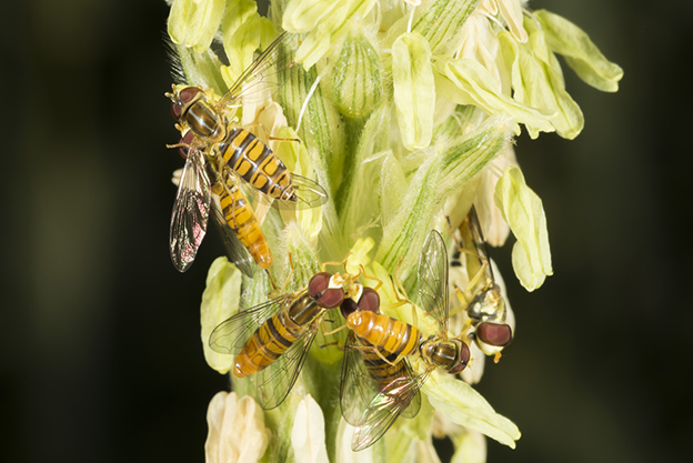 Syrphid Fly adult on a corn tassel. Syrphid Fly adult on a corn tassel.
